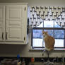 Cat in the Kitchen Window