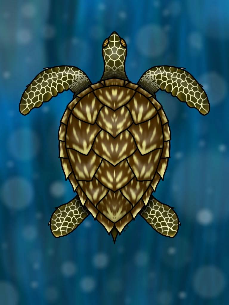 Sea Turtle Head Top View