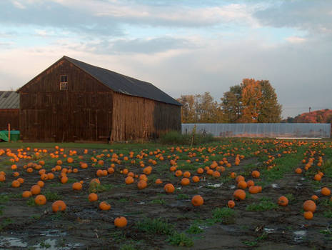 The Pumpkins of Whatley