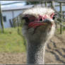 Ostrich aka Sockhead