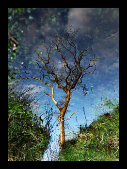 Puddle Tree