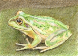 Frog ACEO