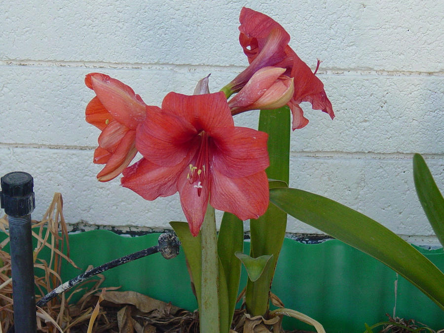 planter box flower