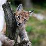 The Lynx Cub