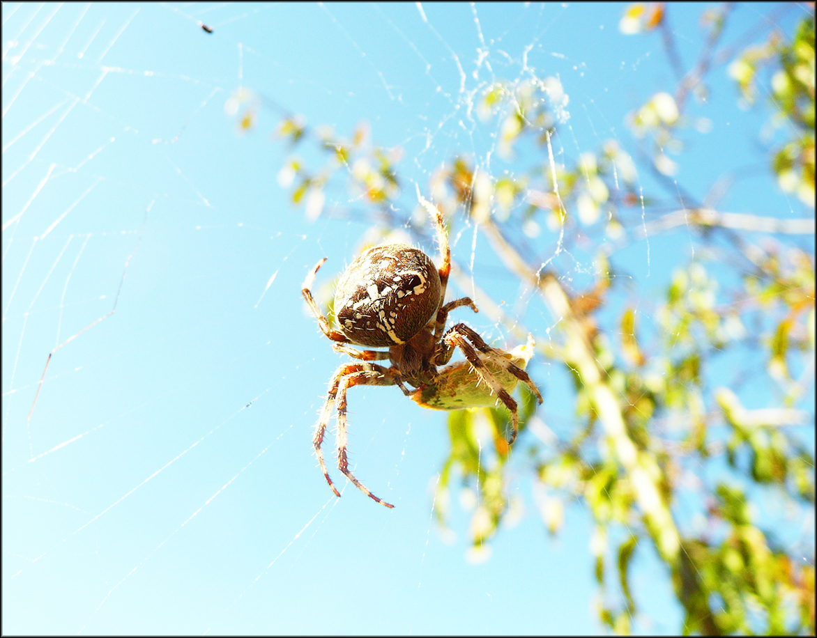 Big Spyder Feeding