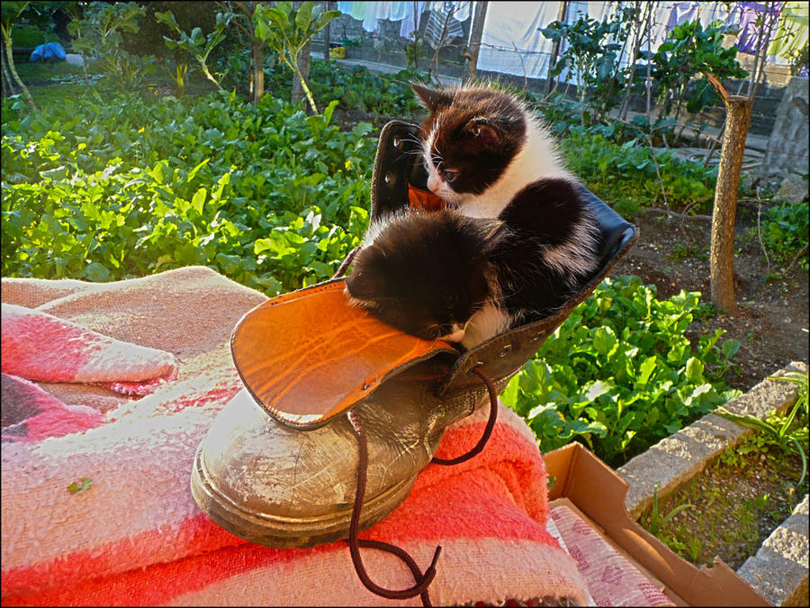 Os gatos da bota