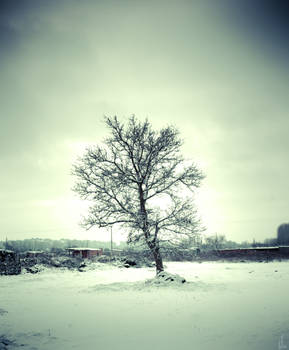 Snow and the tree