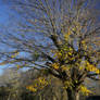 Bright Bare Tree