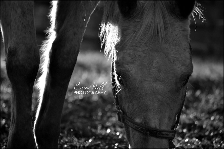 Appaloosa Shining