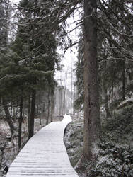 Snowy Road