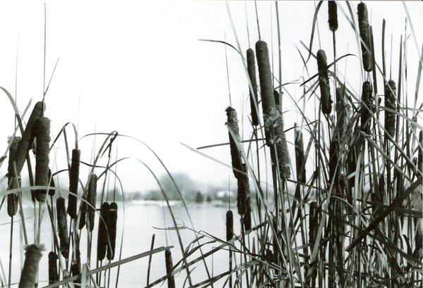 Cattails by ForeverHello on DeviantArt