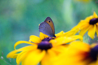 A butterfly on a rudbeckia