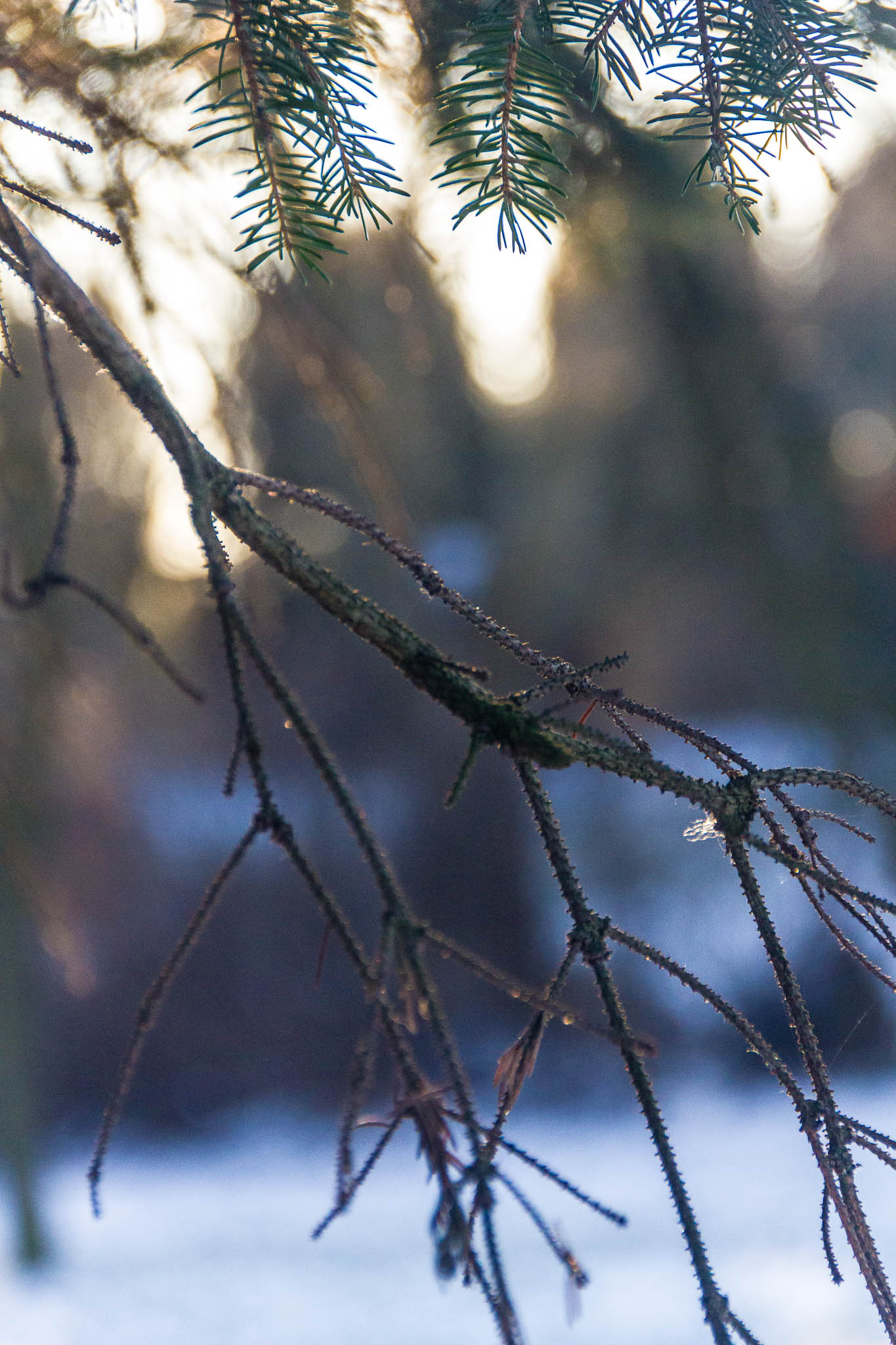 Winter Spruce