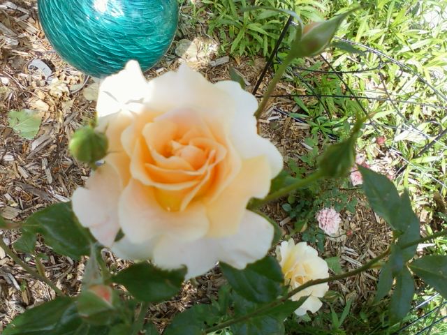 Orange rose