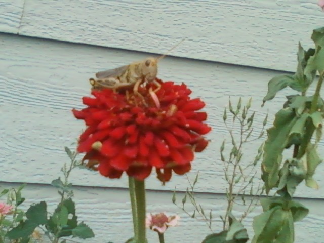 Grasshopper Perching