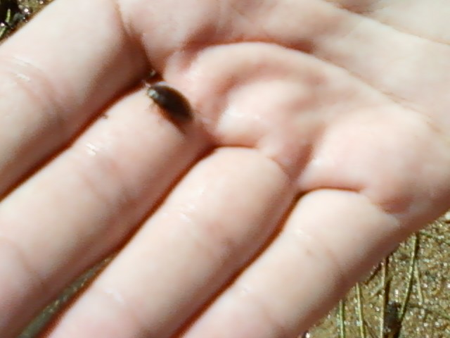 Little water beetle