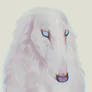 Borzoi