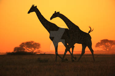 Giraffe - African Wildlife - Golden Sunset Gallop