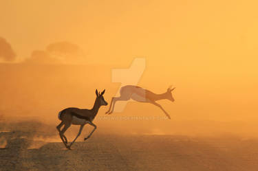 Springbok - African Wildlife - Golden Speed