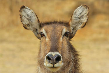 Waterbuck - African Wildlife - Stare of Innocence