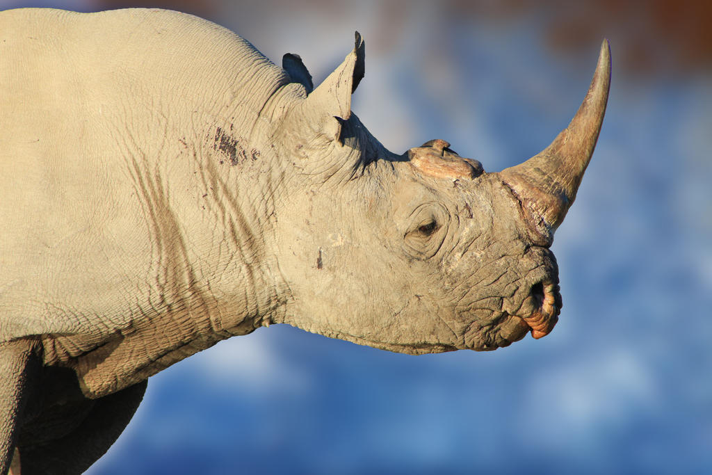 Black Rhino - Rare and Endangered African Wildlife by LivingWild on