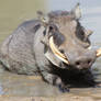 Warthog - African Wildlife - Hog Summer Swim