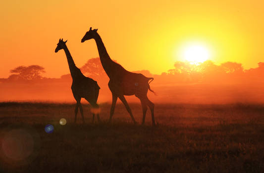 Giraffe - African Wildlife - Sunset Flare