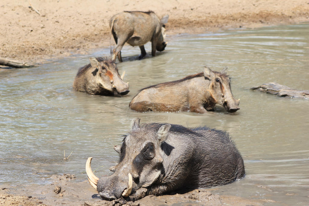 Warthog - African Wildlife - Summer Swim