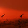 Giraffe - African Wildlife - Out of the Dust