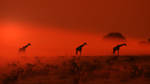 Giraffe - African Wildlife - Out of the Dust by LivingWild