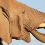 Elephant Bull - African Wildlife - Curl of Life