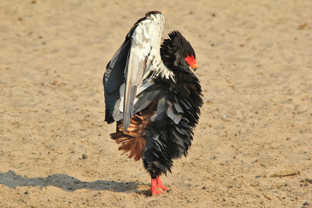 Bateleur Eagle - Posing Power and Anger