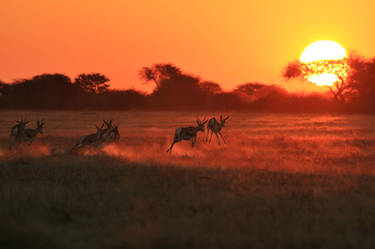 Springbok Sunset - African Wildlife Beauty