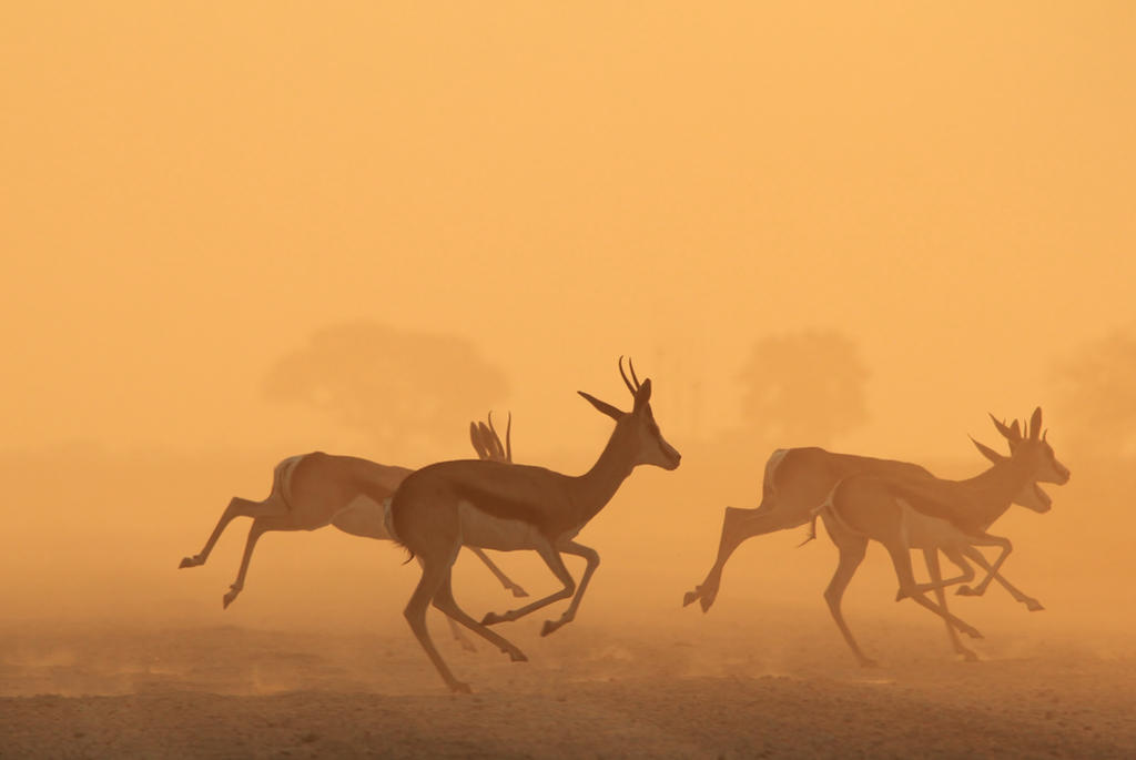 Springbok Sunset - Golden African Wildlife by LivingWild on DeviantArt
