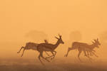 Springbok Sunset - Golden African Wildlife by LivingWild