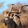 Kudu Bull - Spiral Curls of Horn