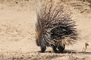 African Porcupine - Quill Security by LivingWild