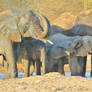 African Elephant - Pleasure of Life and Water