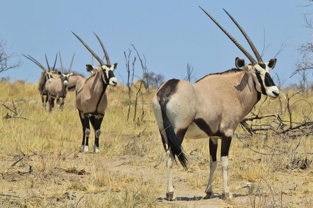 Oryx - African Wildlife - Horned Line-up