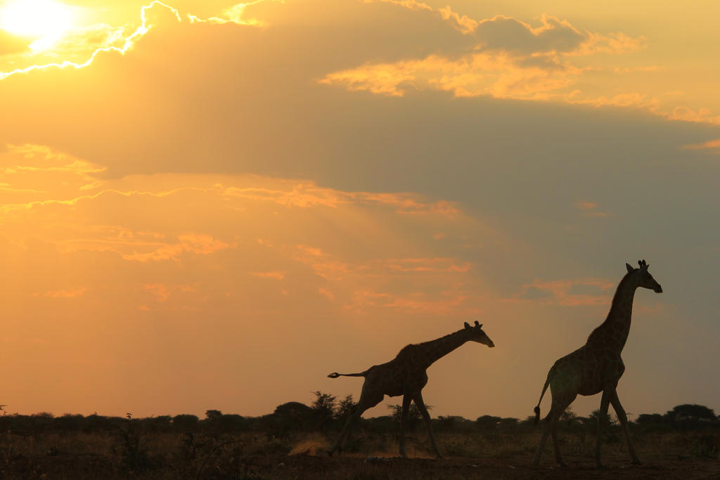 Giraffe Run of Freedom and Color - African Wild