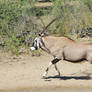 Oryx - African Wildlife - Blur of Speed and Muscle