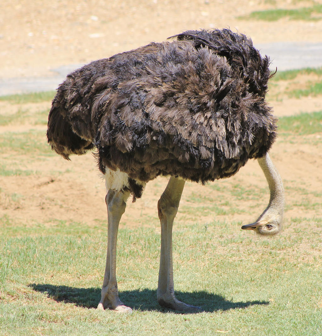 Ostrich - African Wildlife - What's Under There ?