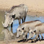 Warthog - African Wildlife - Mom's Piglets