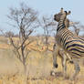 Zebra - African Wildlife - Stallion Superiority