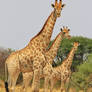 Giraffe, African Wildlife - All Shapes and Sizes