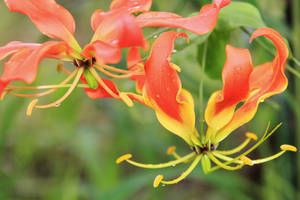 African Wild Flowers - Fire Lily of Flames