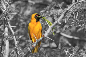 Golden Weaver - Selective Coloring within Nature