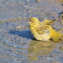 Masked Weaver - Cooling Off and Summer Swim