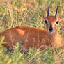 Steenbok Ram Antelope - Smiling Wildlife