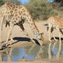 Giraffe - African Wildlife - Water is Life